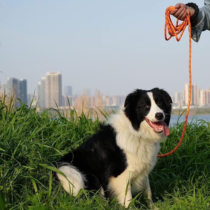 NTR 10FT Strong Dog Leash, Long Dog Leash with Swivel Lockable Hook and Comfortable Padded Handle, Cat Puppy Leash Lead for Small Medium Large Dogs Training, Playing, Camping,or Backyard