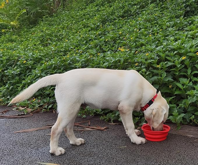 Collapsible Silicone Dog Bowl with Carabiner, 3 Sizes 5-27oz, Portable Pet Outdoor,Travel Bowl,(Black and Red)