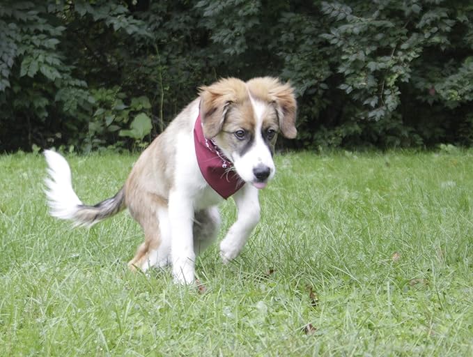 $averPak Pets - InsectGuard Permethrin Treated Mosquitoes, Flies, Ticks & More Insect Repellent Dog Bandanna Paisley (Black/White)