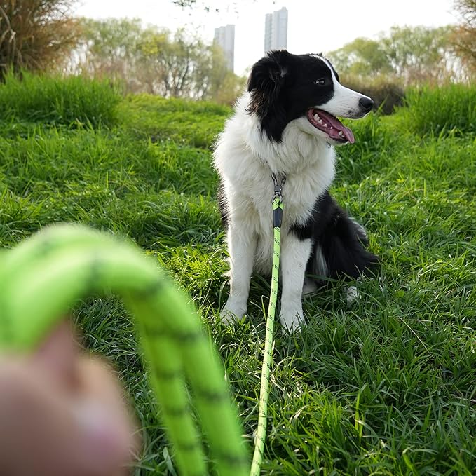 NTR Long Leash for Dog Training, 100 FT Leashes with Swivel Lockable Hook and Comfortable Padded Handle, Dog Lead for Walking, Hunting, Camping, Yard for Small Medium Large Dogs