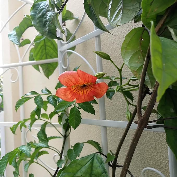 Metal Garden Trellis Rustproof Trellis for Climbing Plants Outdoor Flower Support Butterfly Deco (Cream White-4 Pack, 71"x19.7")