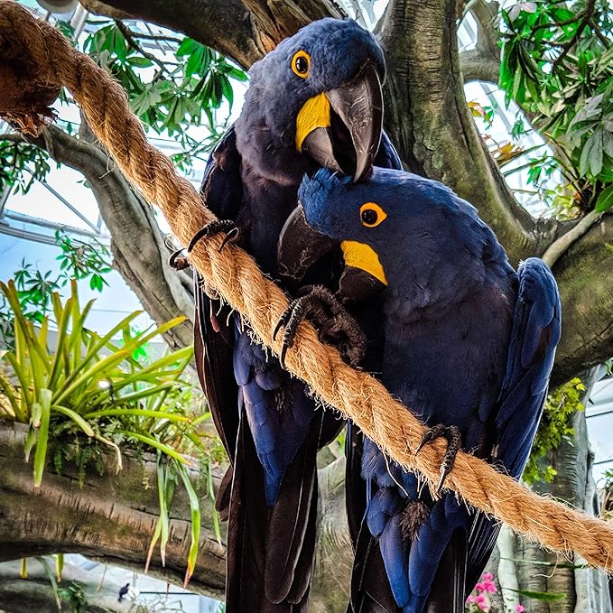 Jute Rope 1 Inch x 20 Ft, IMROPE Natural Jute Rope Twisted 4 Strands for DIY Arts Crafts, Garden, Home Decorating, Hammock