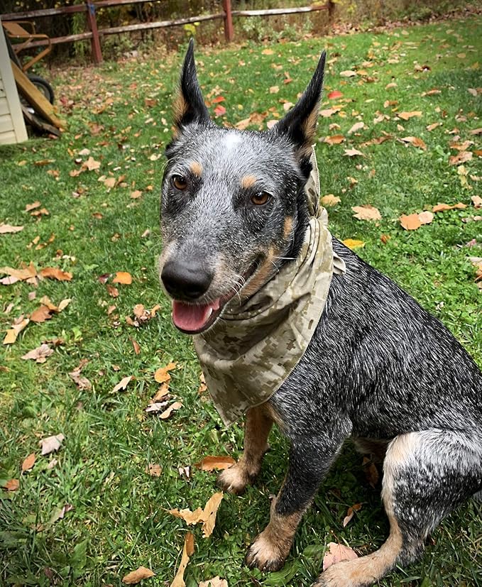 $averPak Pets - InsectGuard Permethrin Treated Mosquitoes, Flies, Ticks & More Insect Repellent Dog Bandanna Paisley (Burgundy)